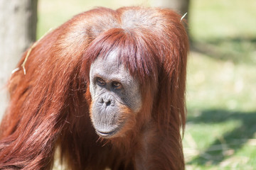 Orang outan - Pongo pygmaeus - en gros plan