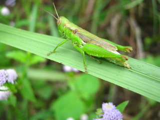 grasshopper
