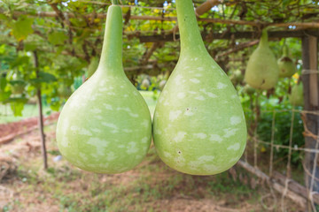 Hanging fresh calabash, bottle gourd