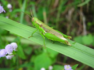 grasshopper

