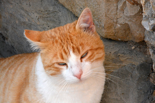 mirada de un gato naranja