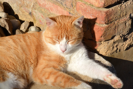 gato tomando el sol