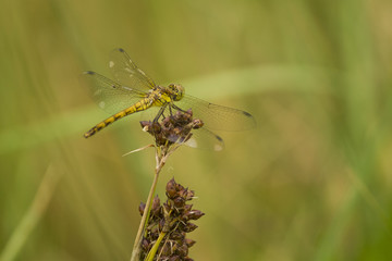 Dragonfly green yellow