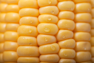 Pattern of fresh sweet corn