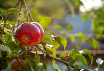 Fresh ripe apples on the tree