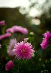 Pink and violet aster autumn flowers