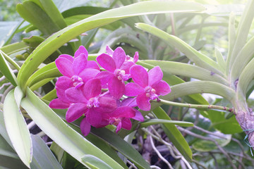 Beautiful orchid in nature