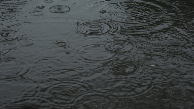 雨の降る池とアメンボ