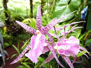 orchidée tropicales