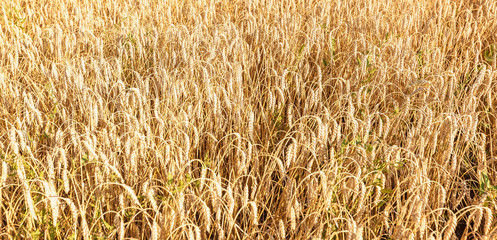the wheat fields