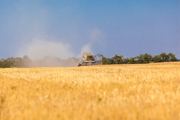 Fototapeta premium Combine harvester working