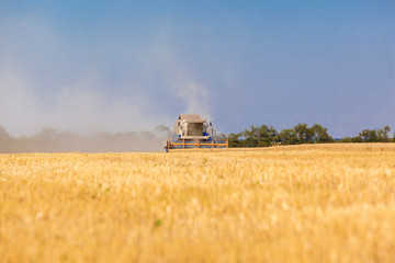 Fototapeta premium Combine harvester working