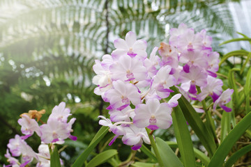 Beautiful orchid in nature