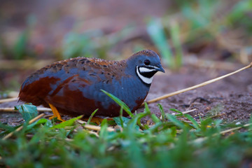Rare Blue-breasted quail, Asian blue quail(Coturnix chinensis) 