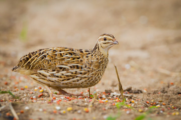 Female Rain Quail (Coturnix coromandelica) 