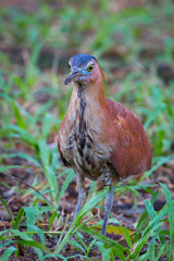 Portrait of Malayan Night Heron (Gorsachius melanolophus)