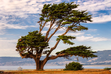 Big pine tree on the California coast