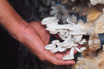 production mushroom in farm .