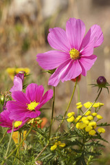 Fototapeta premium Cosmos flowers