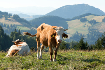 Fototapeta na wymiar Almweide mit Rindern