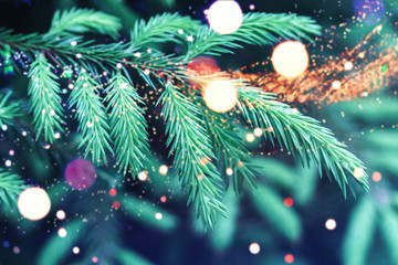 Blue spruce tree branches with blurred lights