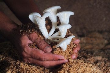 production mushroom in farm .
