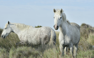 Portrait of the White Camargue Horse