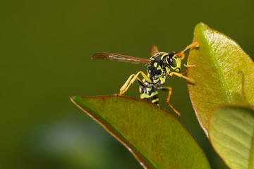 Wasp climbing through green and yellow leaves