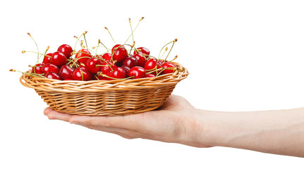 Ripe cherries in a basket on a man's hand