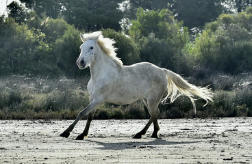 Portrait of the running White Camargue Horse