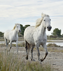 Portrait of the running White Camargue Horse