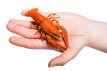 delicious boiled cancer in hand