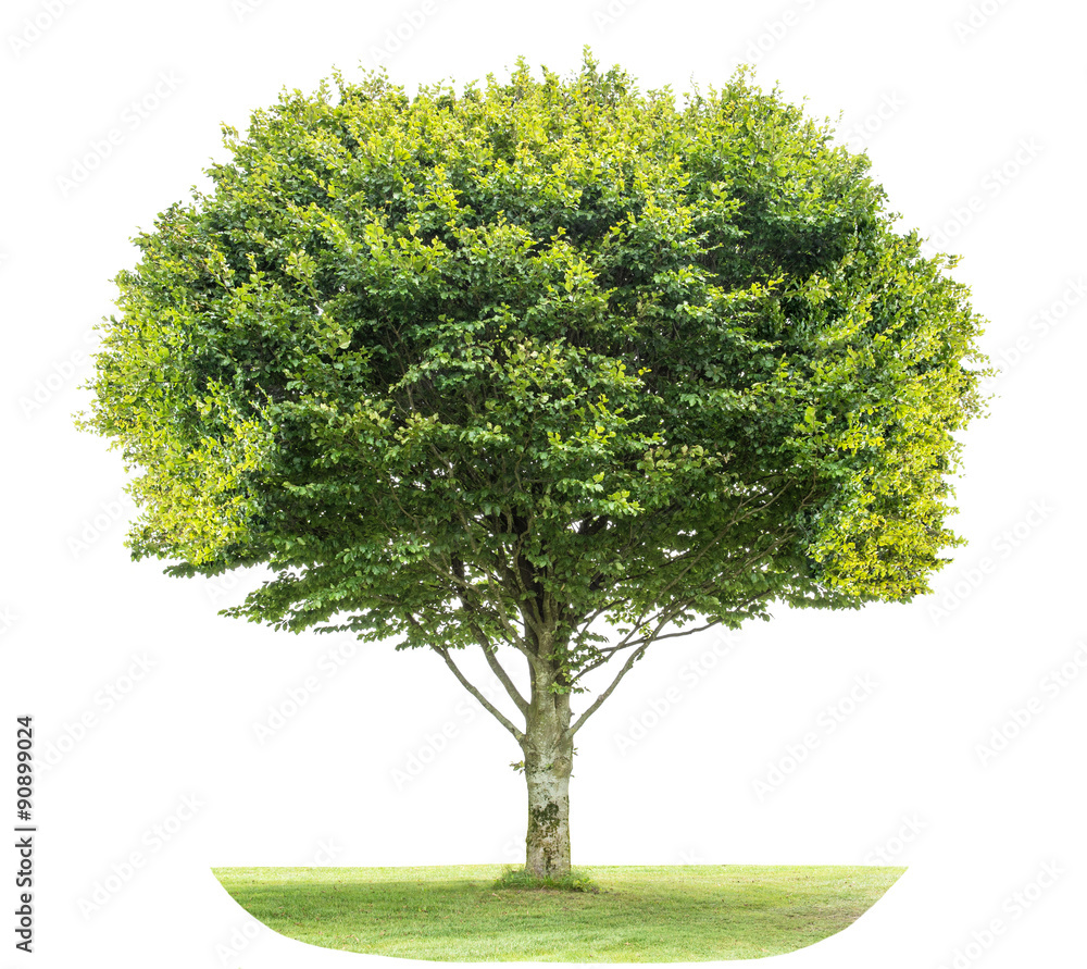 Canvas Prints green linden tree on white background. nature object