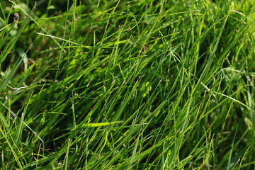 background texture of grass