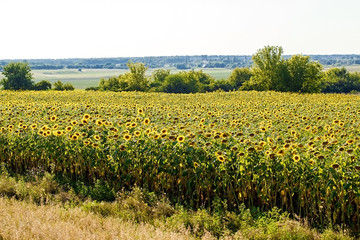 Fototapeta na wymiar Bright yellow sunflowers