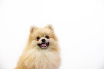 Cute pomeranian puppy in hand at studio on a white background.