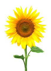 Obraz premium sunflower on white background