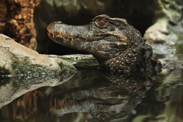 Smooth-fronted caiman (Paleosuchus trigonatus).