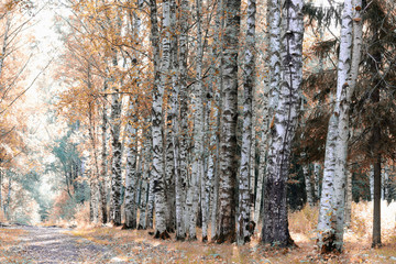 Fototapeta premium Chodnik w parku