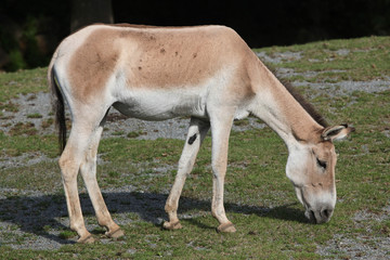 Naklejka na ściany i meble Turkmenian kulan (Equus hemionus kulan).