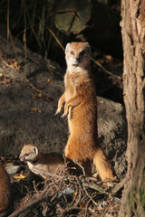 Yellow mongoose (Cynictis penicillata).