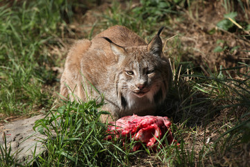 Naklejka premium Canadian lynx (Lynx canadensis canadensis).