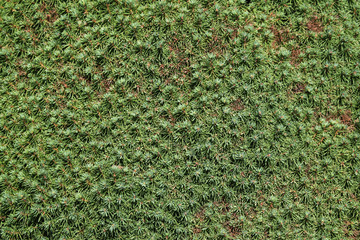 Lilliput white spruce (Picea glauca) texture.