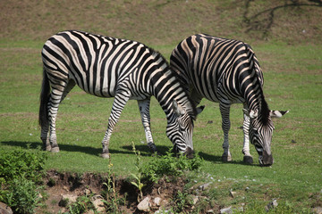 Chapman's zebra (Equus quagga chapmani).