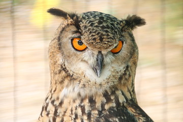 ミミズクの眼力