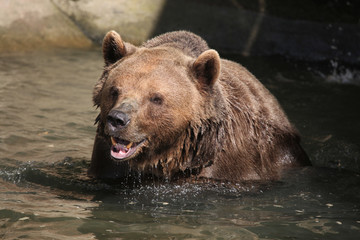 Plakat Brown bear (Ursus arctos).