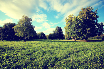 lawn in the park grass trees