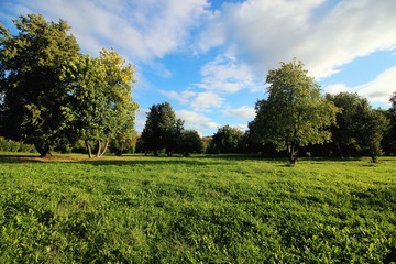 lawn in the park grass trees