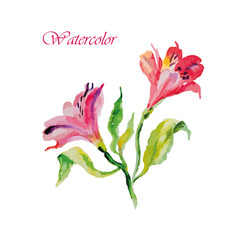Fototapeta na wymiar Watercolor flowers alstroemeria. Vector illustration
