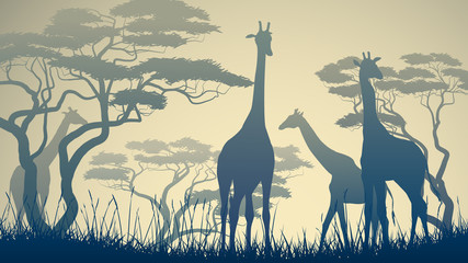 Horizontal illustration of wild giraffes in African savanna.